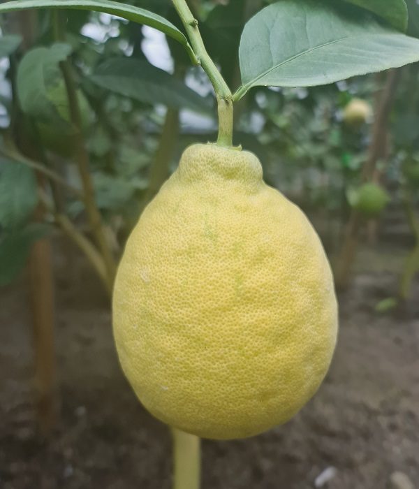Лимон выращенный в terraexotic